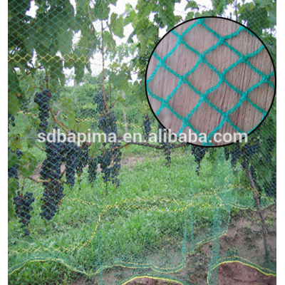 China agricultural plastic net hdpe anti bird net